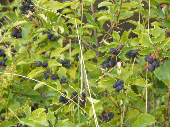 amelanchier alnifolia Obelisk