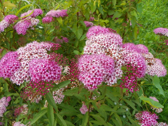 spiraea Crispa