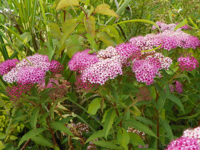 spiraea Crispa - Dobarland 2016 2