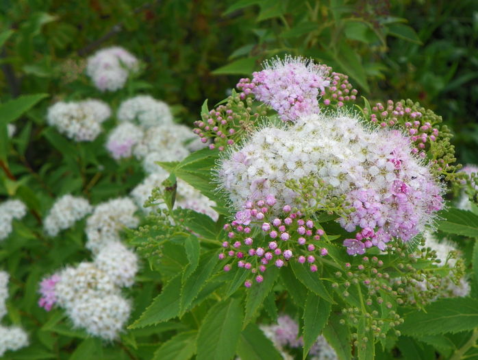 spiraea Genpei - Dobarland 2016 2