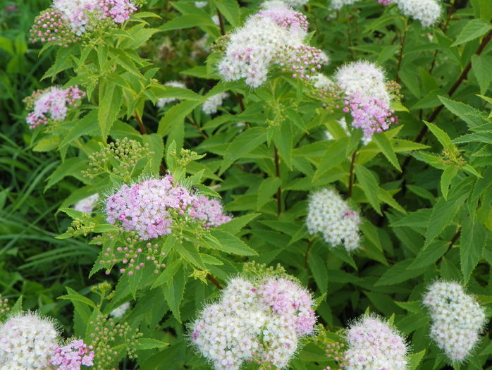 spiraea Genpei