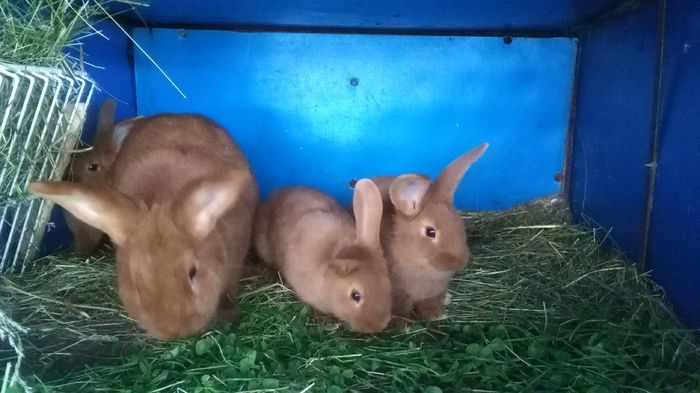 DE VANZARE FEMELA SI PUI DE NEO ROSU ;PRIMA FATARE ;