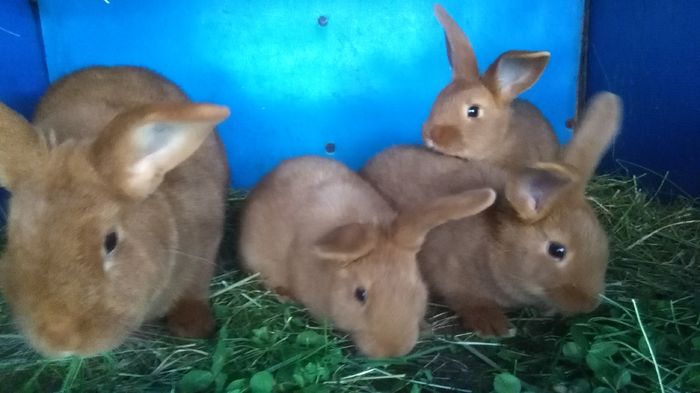 _105312=de vanzare pui neo rosu ;2 luni ;