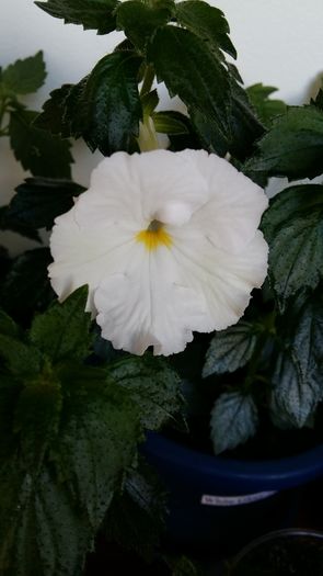 20160704_083116 - White Glory