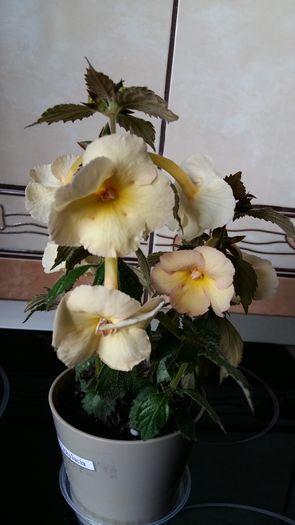 20160704_083949 - Yellow English Rose