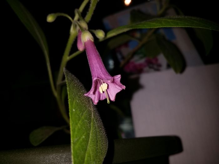 20160704_225803 - Plante in ghiveci 2016