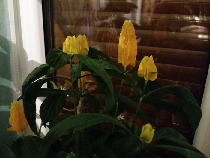 20160704_225539 - Plante in ghiveci 2016