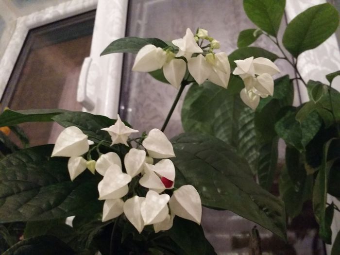 20160704_225430 - Plante in ghiveci 2016