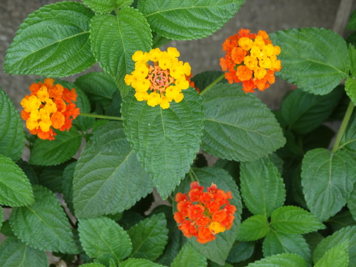 DSC08747 - Plante in ghiveci 2016