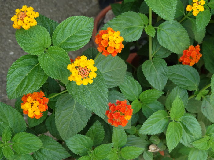 DSC08746 - Plante in ghiveci 2016