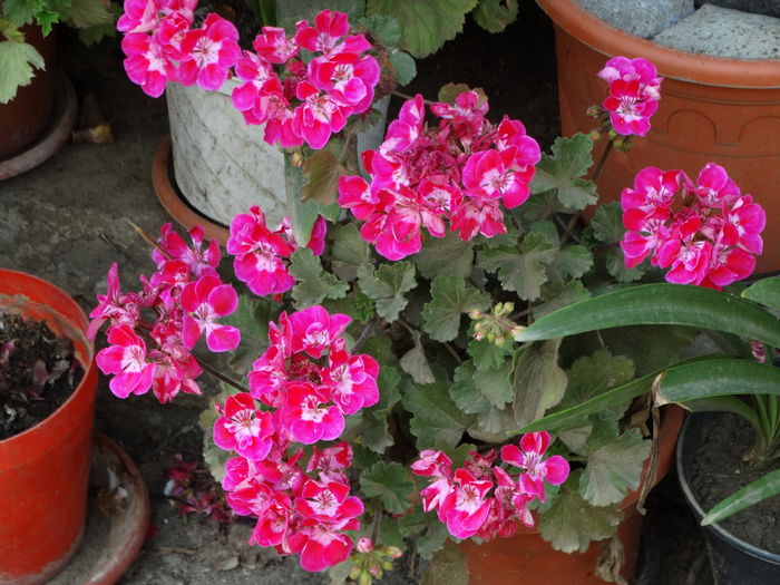 DSC08753 - Plante in ghiveci 2016