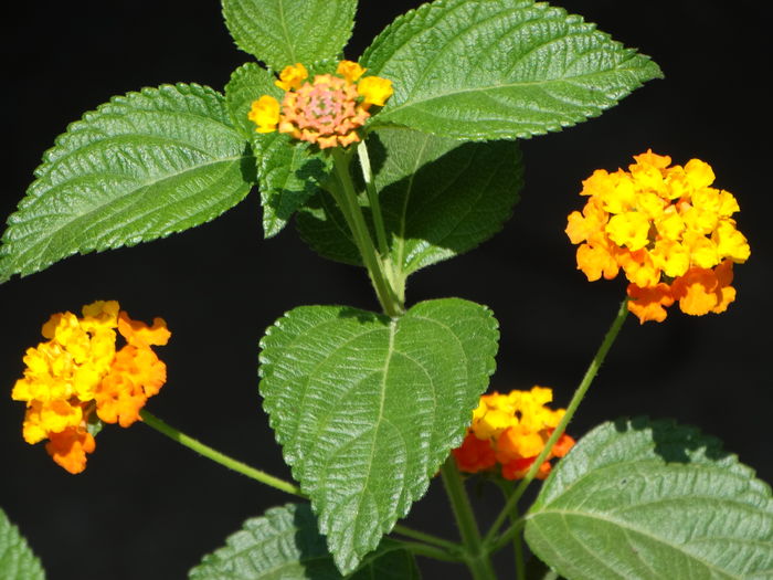DSC08475 - Plante in ghiveci 2016