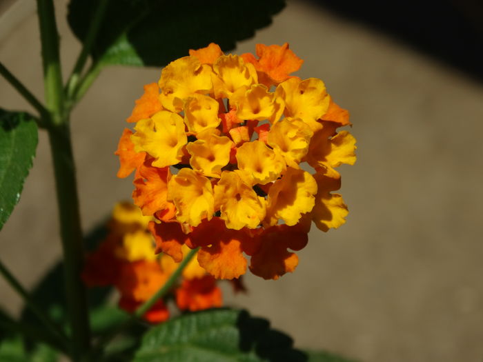 DSC08555 - Plante in ghiveci 2016