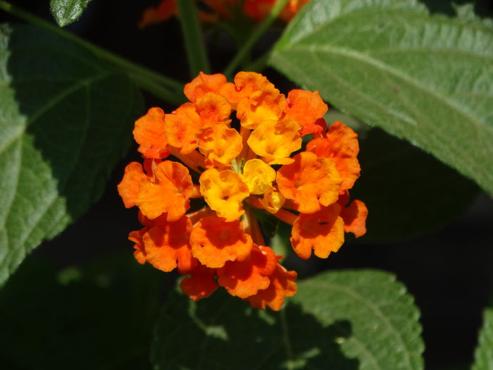 DSC08478 - Plante in ghiveci 2016