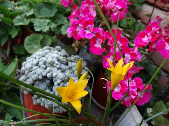 DSC08665 - Plante in ghiveci 2016