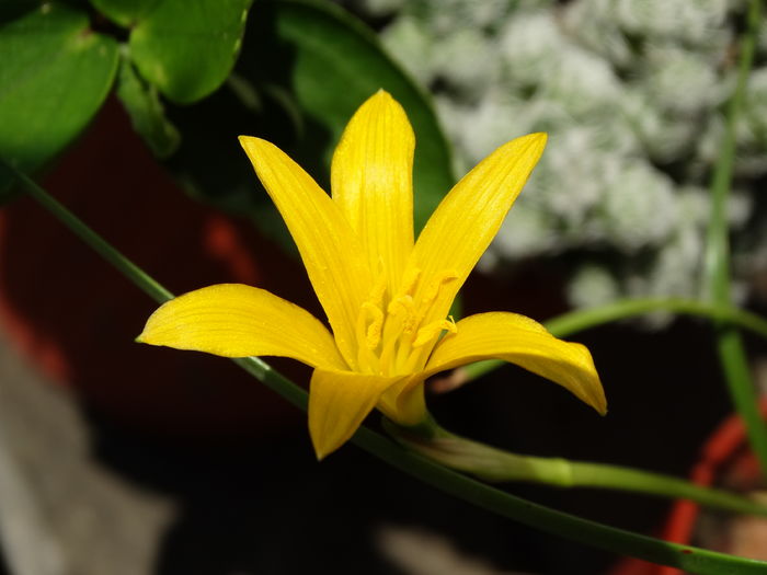DSC08497 - Plante in ghiveci 2016