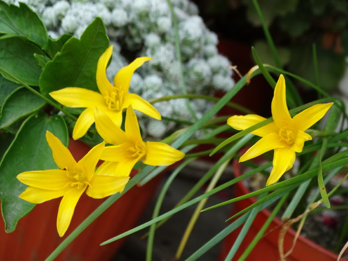 DSC08751 - Plante in ghiveci 2016