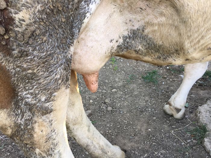 Uger Mercuta(gestanta)