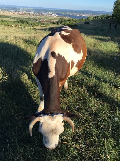 image - Vacuta Mercuta