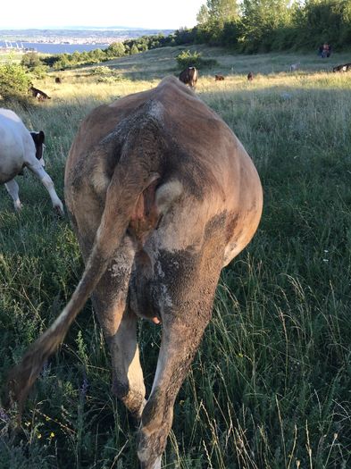 image - Vacuta Monica