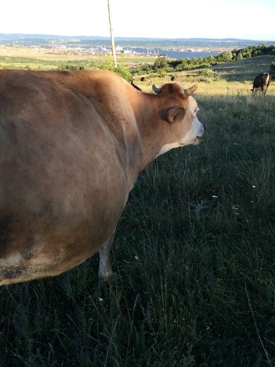 image - Vacuta Monica