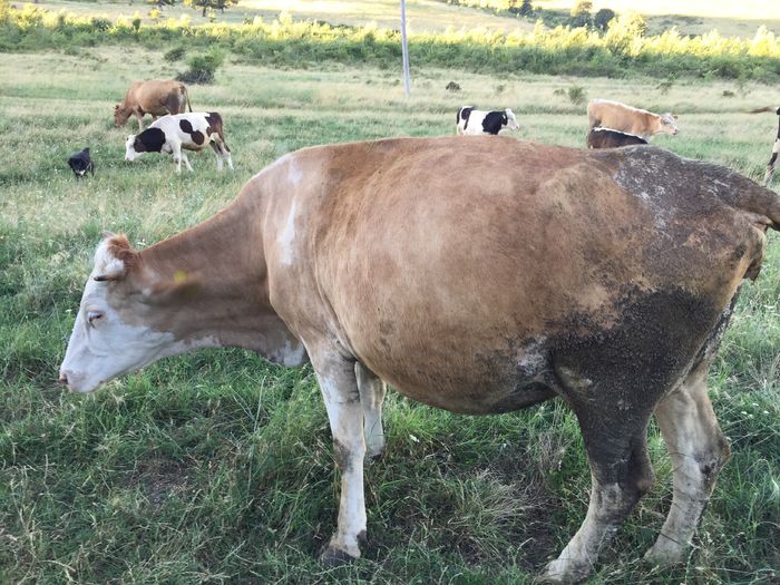 image - Vacuta Monica