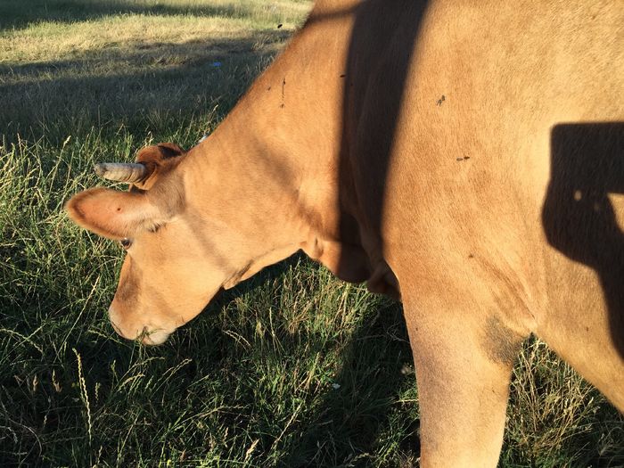 Lucica paste - Vacuta Lucica