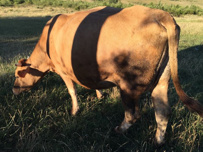 image - Vacuta Lucica