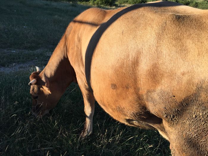 image - Vacuta Lucica