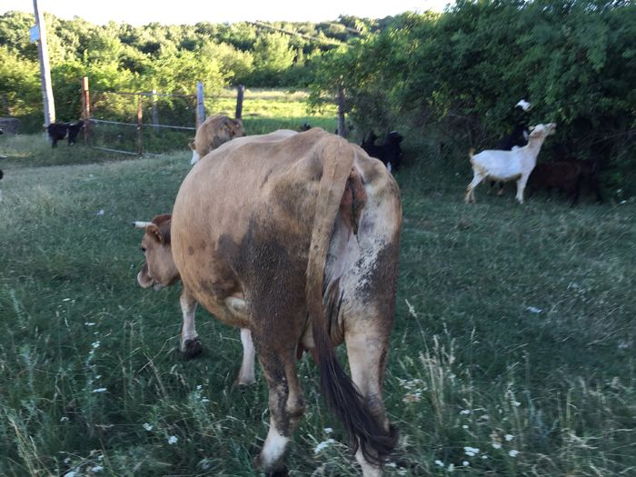 image - Vacuta Lucica