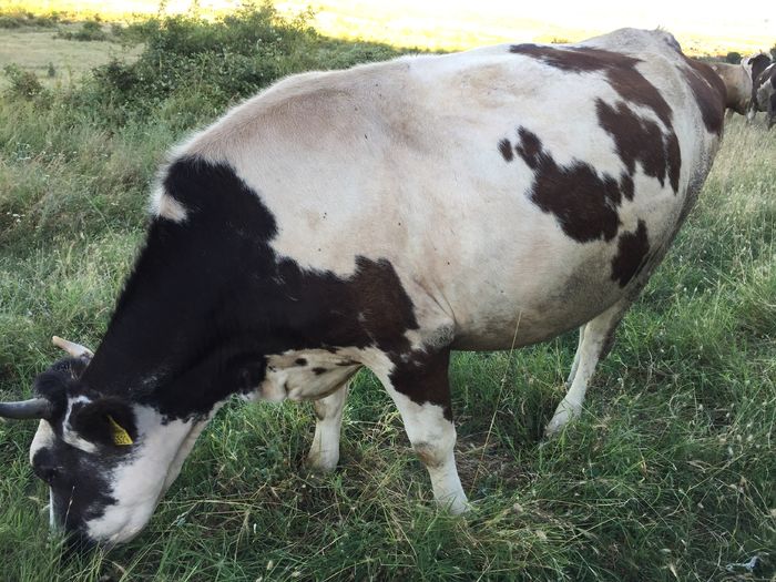 image - Vacuta Florica