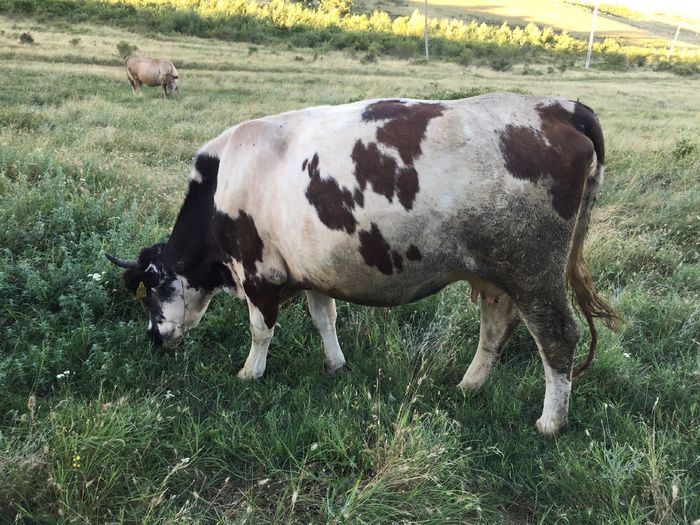 image - Vacuta Florica