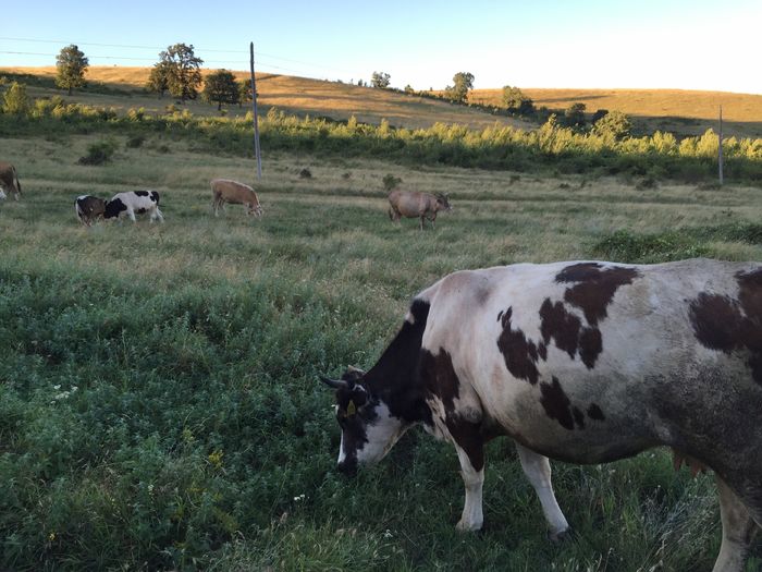 image - Vacuta Florica