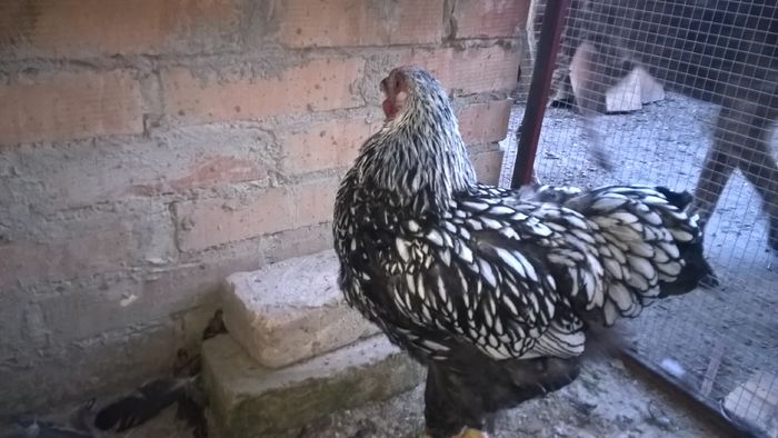 WP_20160704_20_35_22_Pro - Wyandotte argintiu