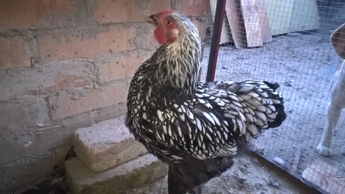 WP_20160704_20_35_25_Pro - Wyandotte argintiu