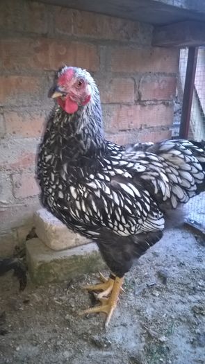 Bursuc mi se spune... - Wyandotte argintiu