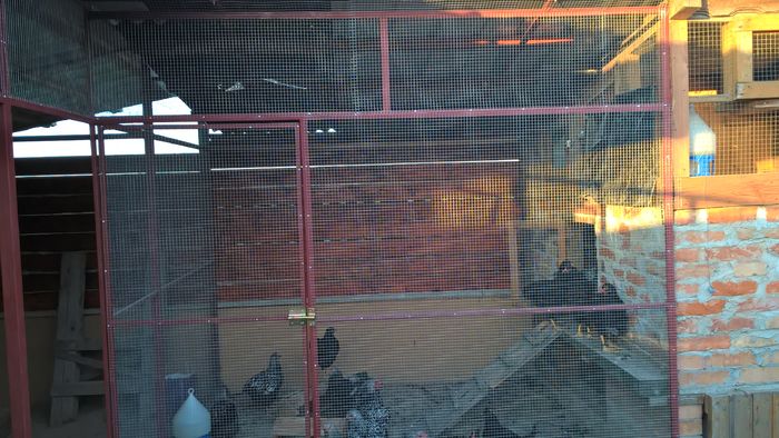 Chiriașii :D - H- Voliera