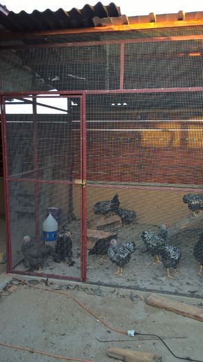 WP_20160704_20_05_02_Pro - H- Voliera