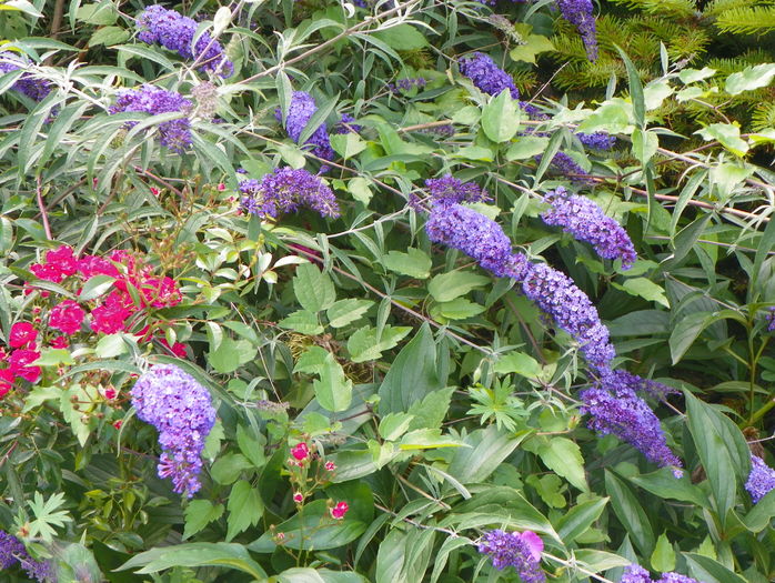 buddleja Empire Blue - Copacei si arbusti 2016
