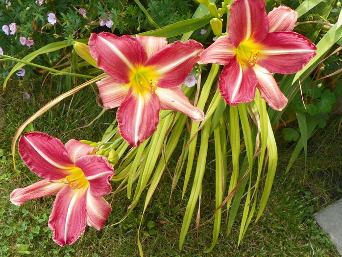 2 iul (2) - Hemerocallis 2016