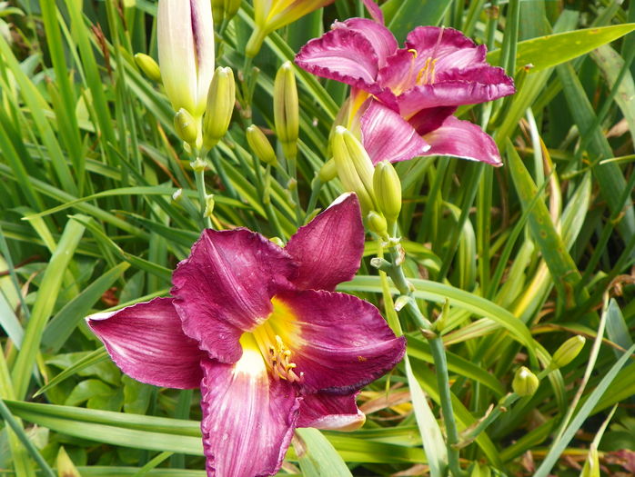 2 iul (4) - Hemerocallis 2016