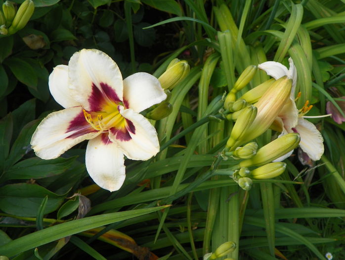 2 iul (9) - Hemerocallis 2016