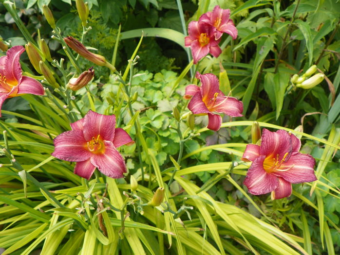 2 iul (10) - Hemerocallis 2016