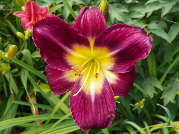 2 iul (11) - Hemerocallis 2016
