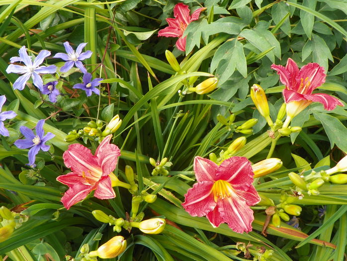 2 iul (13) - Hemerocallis 2016