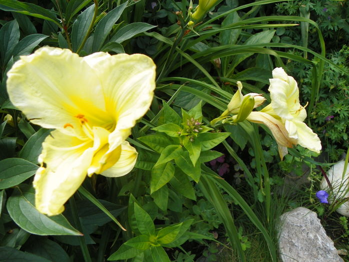 2 iul (18) - Hemerocallis 2016