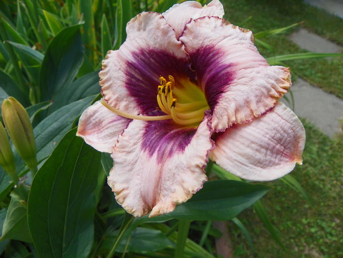 2 iul (31) - Hemerocallis 2016