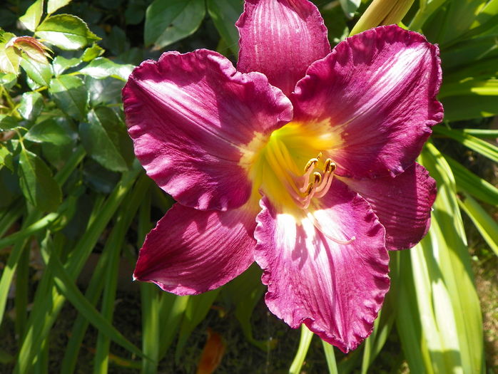 2 iul (43) - Hemerocallis 2016