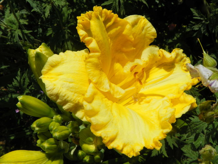 2 iul (45) - Hemerocallis 2016