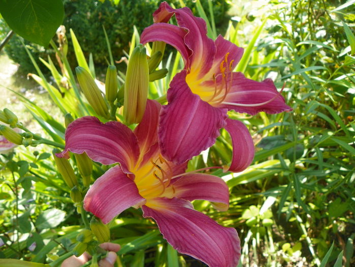 2 iul (50) - Hemerocallis 2016